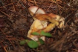 Suillus spraguei image