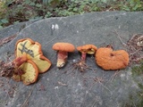 Buchwaldoboletus lignicola image