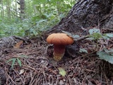 Buchwaldoboletus lignicola image