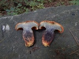 Buchwaldoboletus lignicola image