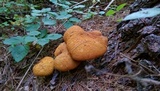 Buchwaldoboletus lignicola image