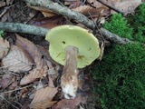 Boletus variipes var. fagicola image
