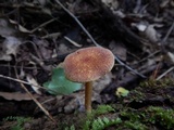 Tricholomopsis rutilans image