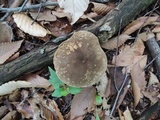 Boletus variipes var. fagicola image