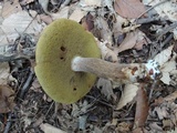 Boletus variipes var. fagicola image