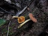 Tricholomopsis rutilans image