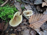Peziza succosa image