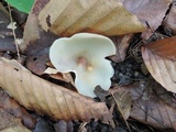 Peziza succosa image