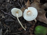 Lepiota cristata image