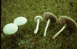 Agrocybe molesta image