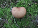 Boletus ferrugineus image