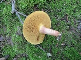 Boletus ferrugineus image