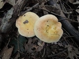 Russula ochraleucoides image