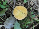 Russula ochraleucoides image