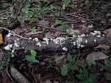Hemimycena candida image