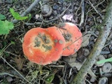 Russula aurea image