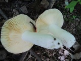 Russula aurea image