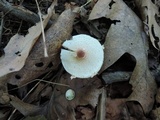 Lepiota cristata image