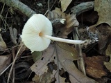 Lepiota cristata image