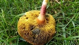 Boletus subfraternus image