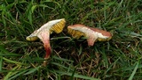 Boletus subfraternus image