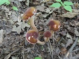 Tylopilus badiceps image