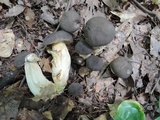 Retiboletus fuscus image