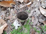 Retiboletus fuscus image