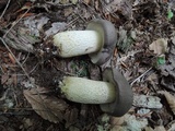 Retiboletus fuscus image