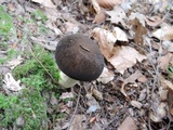 Retiboletus fuscus image