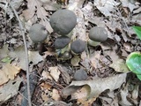 Retiboletus fuscus image