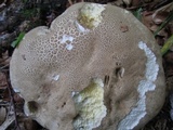Caloboletus calopus image