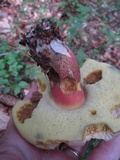 Caloboletus calopus image