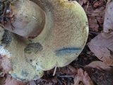 Caloboletus calopus image