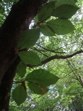 Caloboletus calopus image