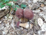 Tylopilus rubrobrunneus image