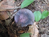 Russula ionochlora image