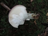 Russula ionochlora image