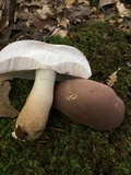 Tylopilus rubrobrunneus image