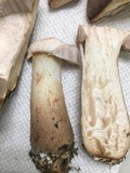 Tylopilus rubrobrunneus image
