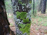 Phaeophyscia ciliata image