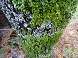 Phaeophyscia ciliata image