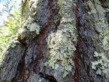 Cladonia macilenta image