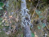 Parmelia barrenoae image
