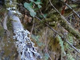 Parmelia barrenoae image