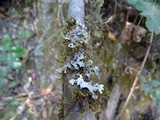 Parmelia barrenoae image