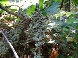 Parmotrema reticulatum image