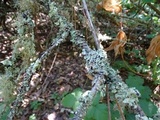 Parmotrema reticulatum image