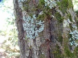 Parmelia barrenoae image