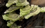 Cerrena unicolor image